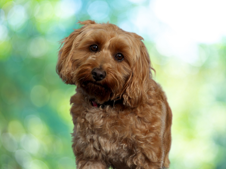 school support dog Miss Honey