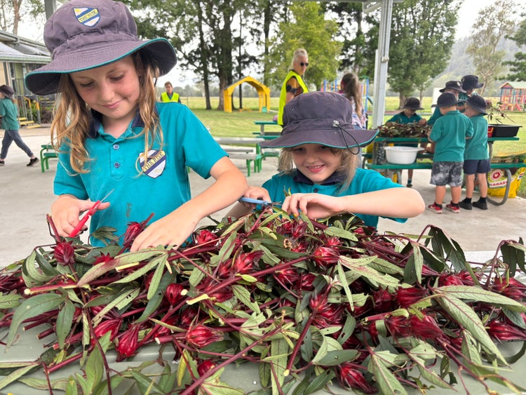 students working on STEM project cutting the Rosella bulbs